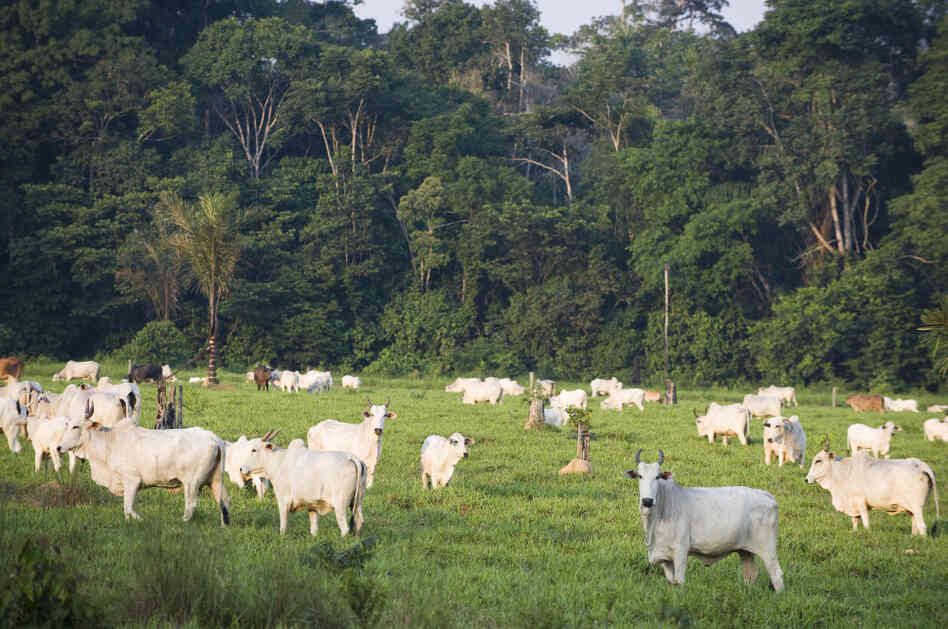 Should our growing understanding of pre-Columbian  settlements in the Amazon have any bearing on the debate over the region's development today?