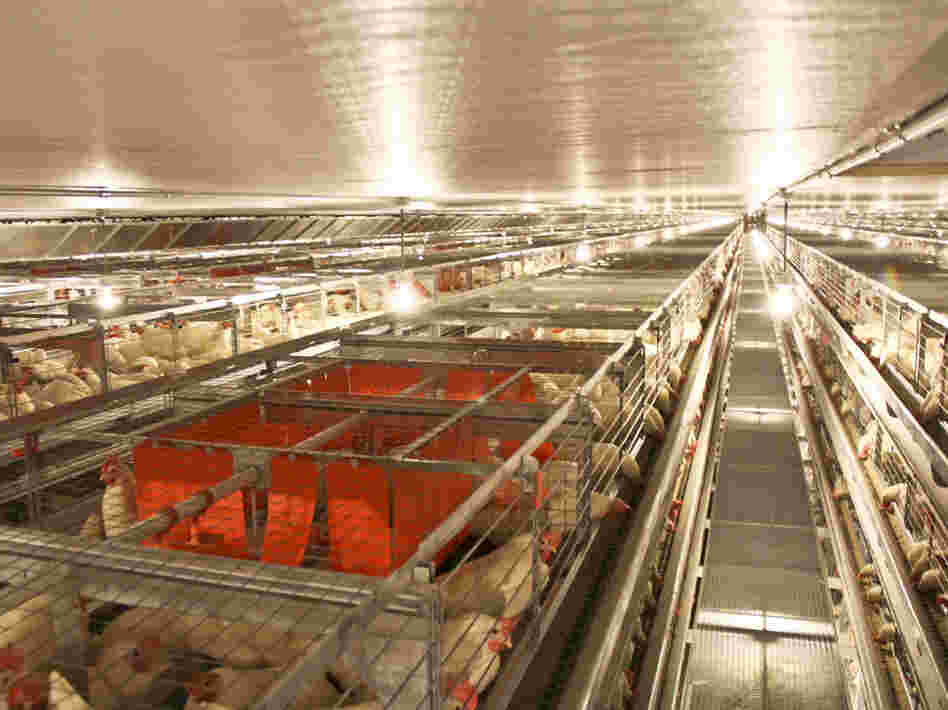 The new cages at JS West feature enclosed spaces, shown in red, called nest boxes. The spaces seem to be popular among the hens for laying eggs.