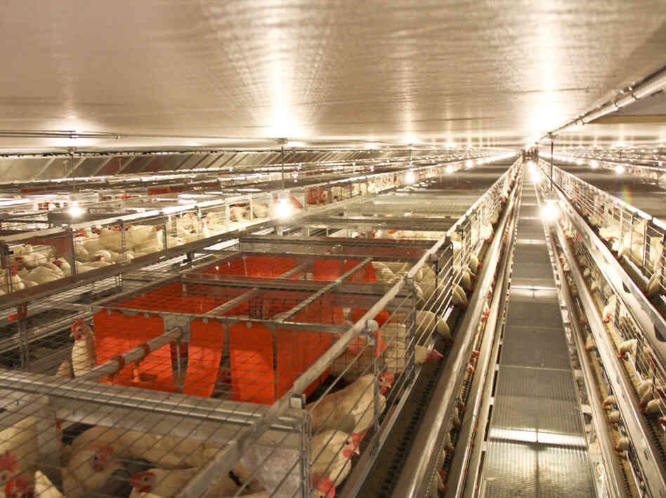 The new cages at JS West feature enclosed spaces, shown in red, called nest boxes. The spaces seem to be popular among the hens for laying eggs.