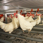 At the JS West egg farm, south of Modesto, Calif., one chicken house has the new, spacious cages that egg producers and animal welfare advocates say keep chickens happier.