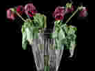 Wilted Roses Wilted Roses