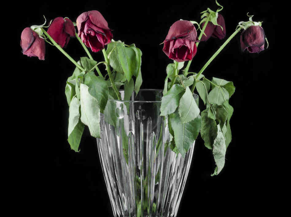 Wilted Roses