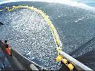 A Chilean purse seiner catches jack mackerel. A Chilean purse seiner catches jack mackerel.