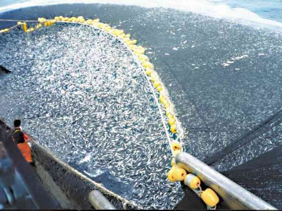 A Chilean purse seiner catches jack mackerel.