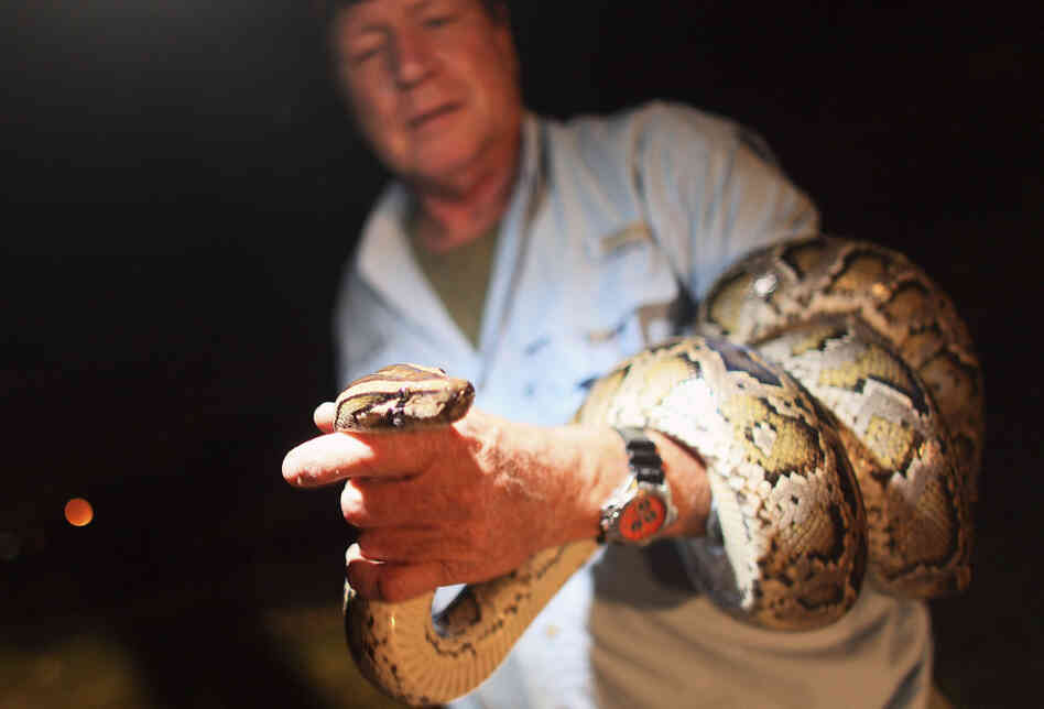 Joseph Wasilewski, a wildlife biologist, captures a wild python on the side of the Tamiami Trail road that cuts through the Florida Everglades on Sept. 16, 2009. The number of invasive pythons in the Everglades has exploded since the 1990s. Joseph Wasilewski, a wildlife biologist, captures a wild python on the side of the Tamiami Trail road that cuts through the Florida Everglades on Sept. 16, 2009. The number of invasive pythons in the Everglades has exploded since the 1990s.