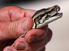 Nonnative pythons, like this one, are invading the Florida Everglades. As a top predator, the snakes have crippled the populations of rabbits, raccoons and other animals. Nonnative pythons, like this one, are invading the Florida Everglades. As a top predator, the snakes have crippled the populations of rabbits, raccoons and other animals.