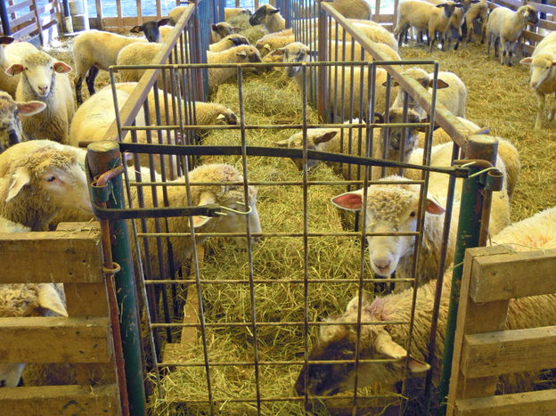 A holding pen for lambs at the Will-O-Wood Farm in southeastern Ohio. 