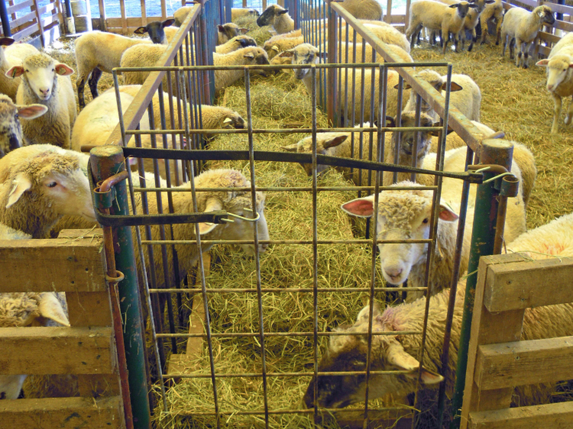 A holding pen for lambs at the Will-O-Wood Farm in southeastern Ohio. 