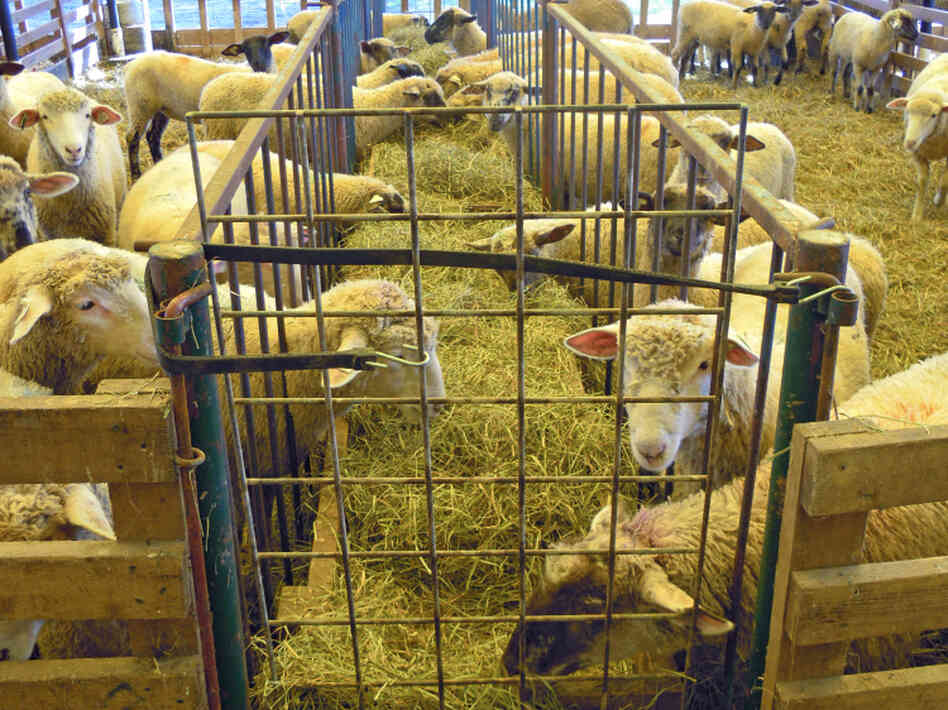 A holding pen for lambs at the Will-O-Wood Farm in southeastern Ohio. 