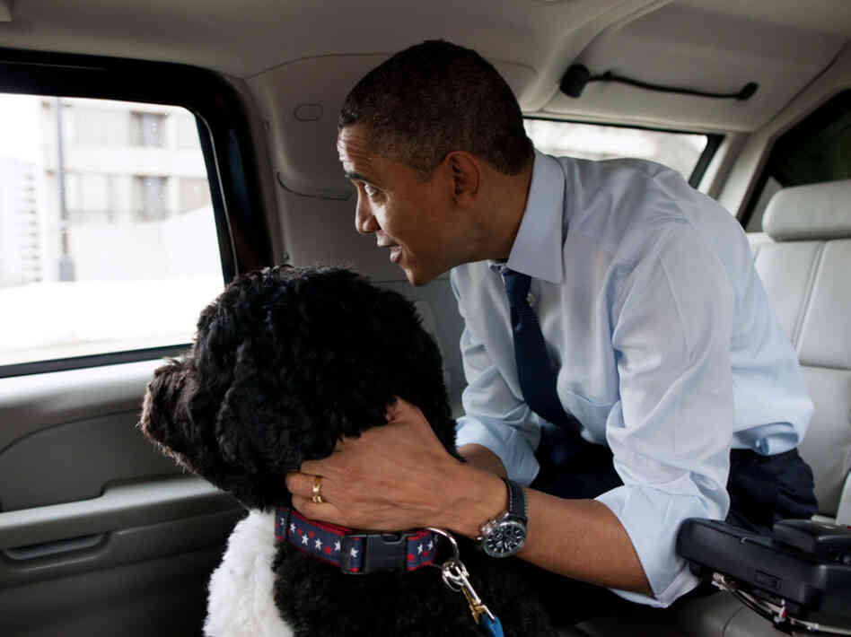 President Obama traveled in the presidential limo with his dog, Bo. Adviser David Axelrod tweeted this photo from the White House Flickr account to tweak the Romney campaign.