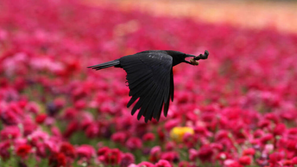 A crow flies above the flowers in Carlsbad, north of San Diego, California, April 29, 2008.