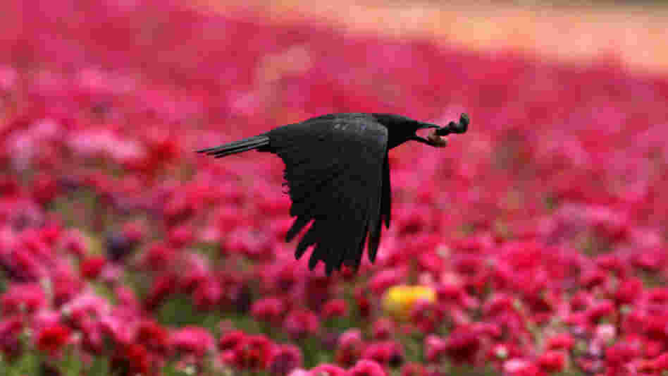 A crow flies above the flowers in Carlsbad, north of San Diego, California, April 29, 2008.