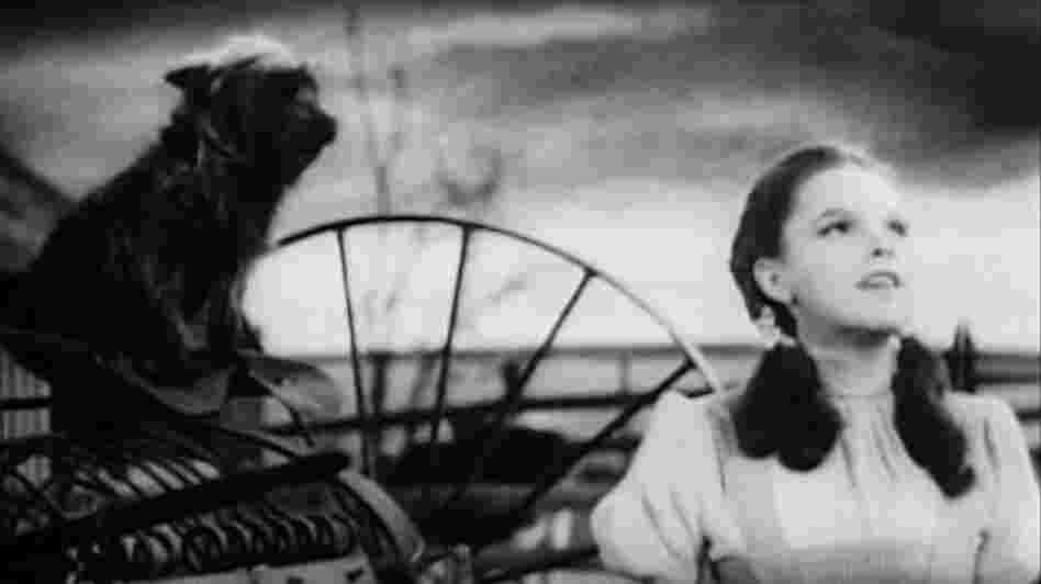 Actress and singer Judy Garland wearing as Dorothy from director Victor Fleming's film, The Wizard of Oz.