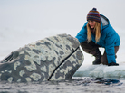 Arctic Heart-Warmer: Environmental activist Rachel Kramer (Drew Barrymore) reaches out to one of the whales blocked from migrating south in Big Miracle. Arctic Heart-Warmer: Environmental activist Rachel Kramer (Drew Barrymore) reaches out to one of the whales blocked from migrating south in Big Miracle.