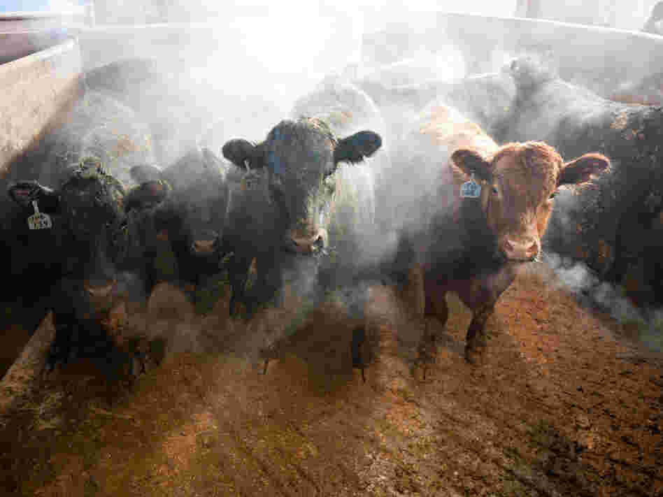 Beef cattle stand in a barn on the Larson Farms feedlot in Maple Park, Ill.