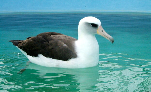 albatross that hitchhiked to l a is freed to fly home to albatross that hitchhiked to l a is freed to fly home to