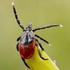 This blacklegged tick, found in a Michigan forest, probably wouldn't mind you having her over for dinner. 