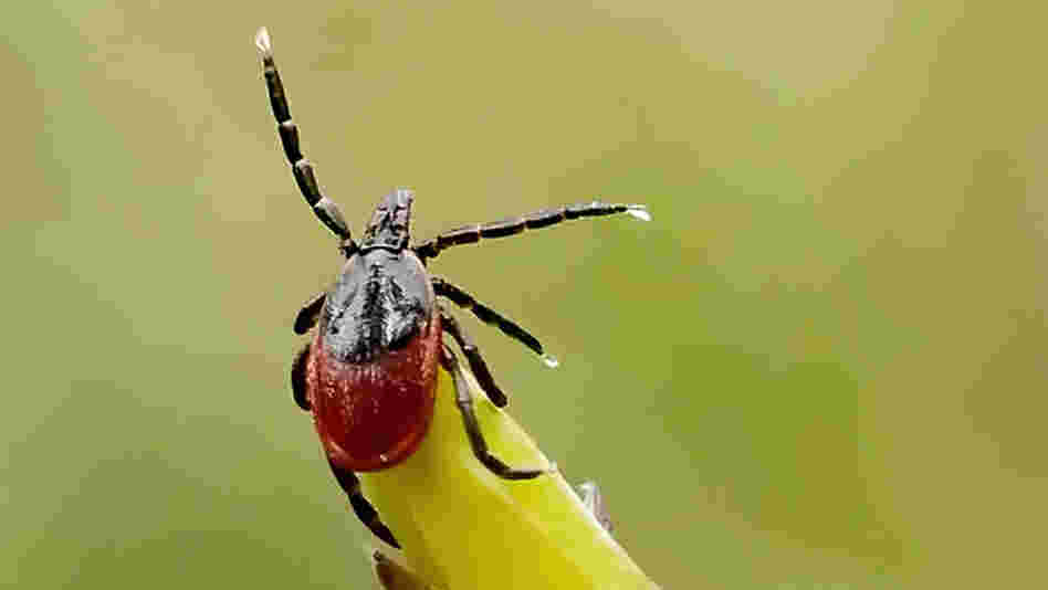 This blacklegged tick, found in a Michigan forest, probably wouldn't mind you having her over for dinner. 
