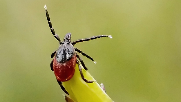 This blacklegged tick, found in a Michigan forest, probably wouldn't mind you having her over for dinner. 