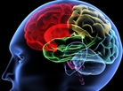 A representation of a brain A representation of a brain