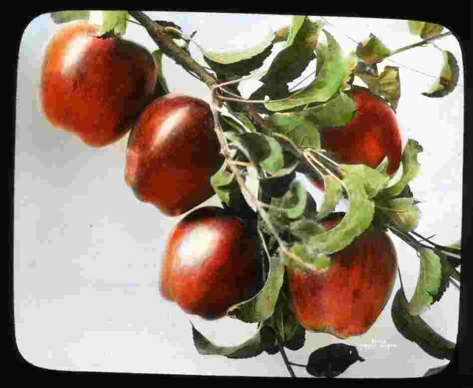 A hand-colored lantern slide of Red Delicious apples A hand-colored lantern slide of Red Delicious apples