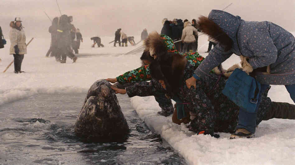 Women in Alaska reach out to touch one of the trapped whales in October 1988. Journalist Tom Rose was sent to cover the dramatic rescue. His book has been adapted into a movie called Big Miracle. Women in Alaska reach out to touch one of the trapped whales in October 1988. Journalist Tom Rose was sent to cover the dramatic rescue. His book has been adapted into a movie called Big Miracle.