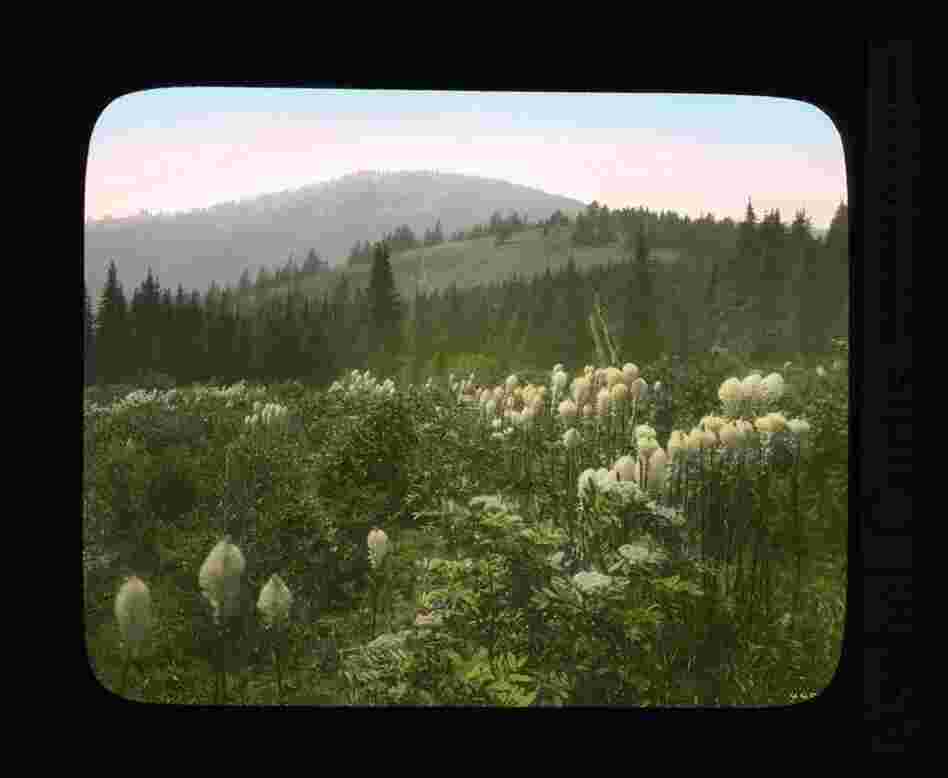 Summit of Mount Spokane shows Indian basket grass