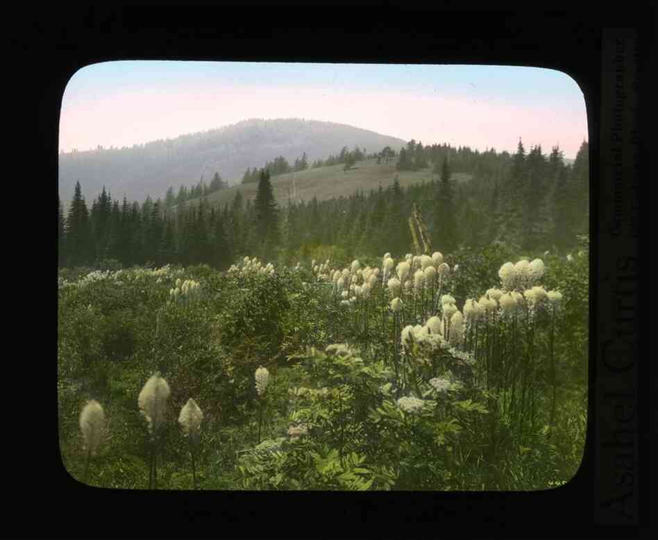 Summit of Mount Spokane shows Indian basket grass