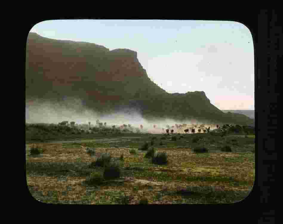 Cattle herd at Grand Coulee