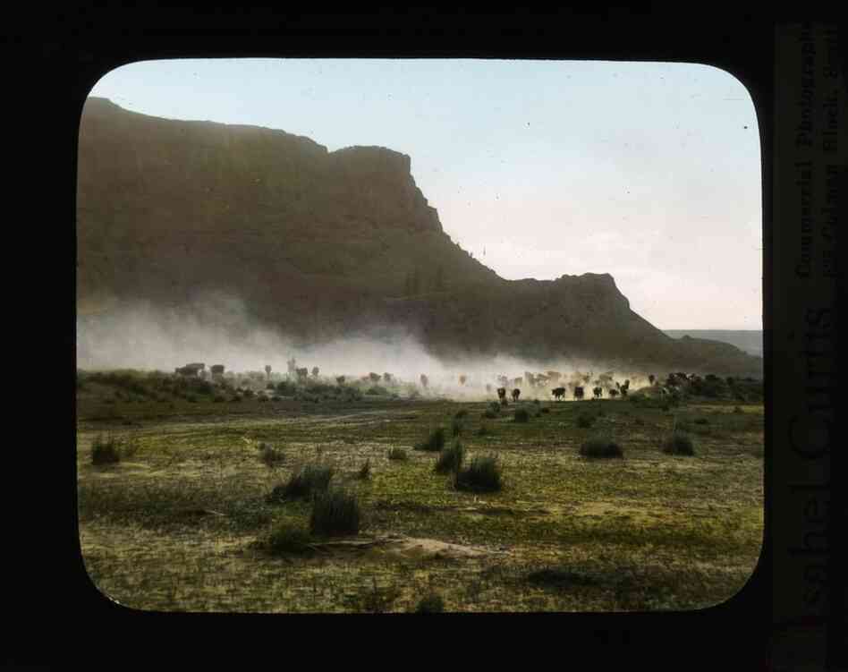 Cattle herd at Grand Coulee