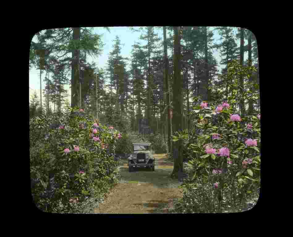 Rhododendrons in the forest, car driving through