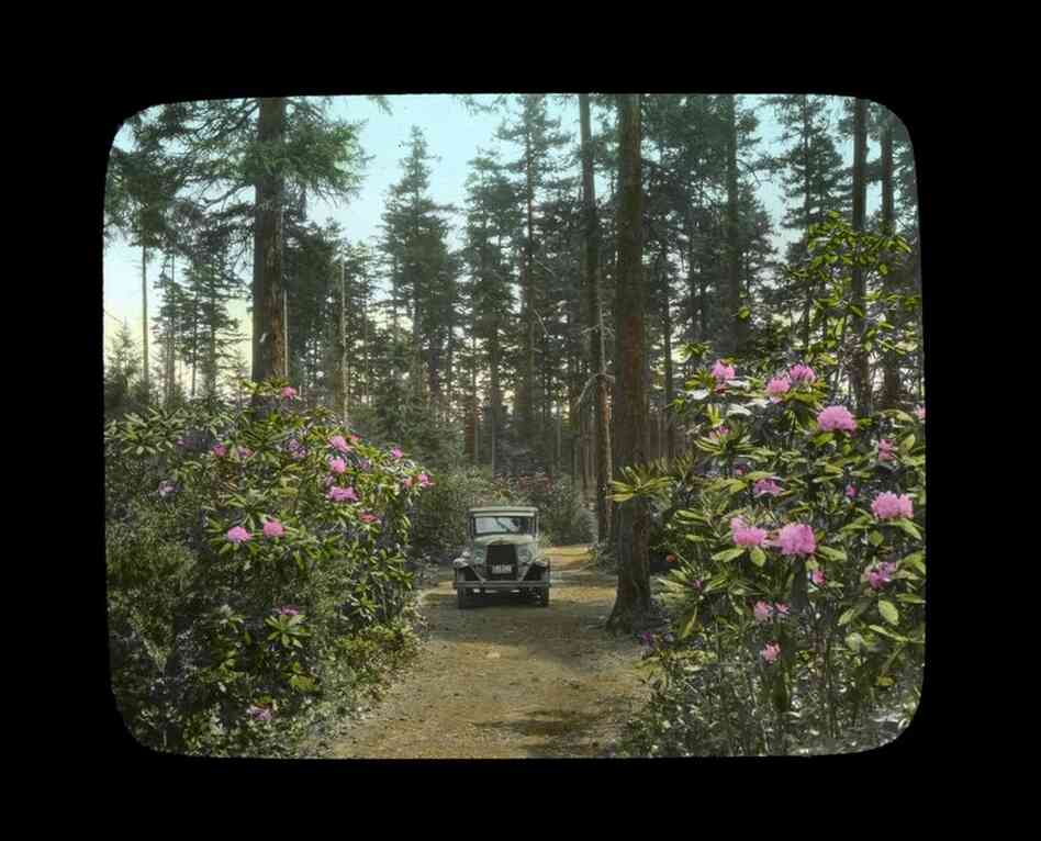 Rhododendrons in the forest, car driving through