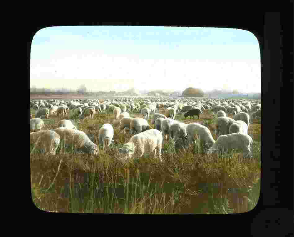 Sheep herd grazing