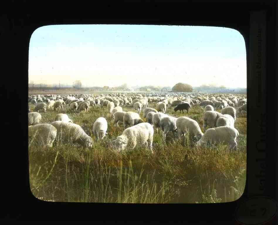 Sheep herd grazing