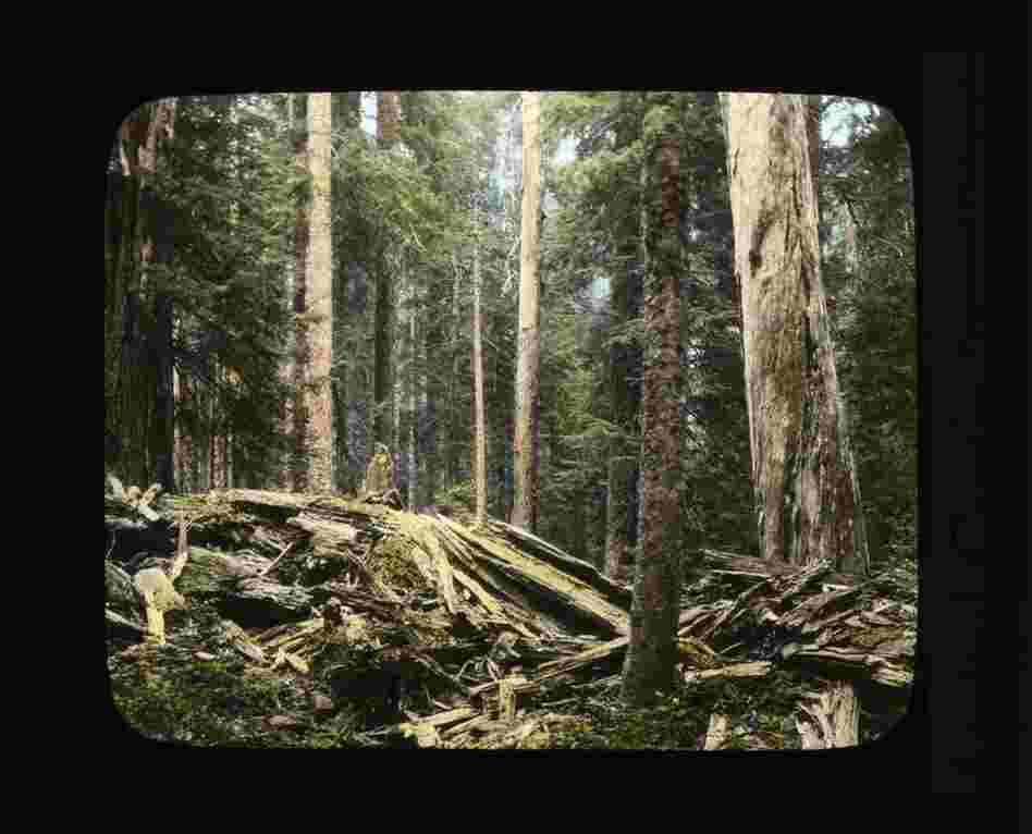 Forest in Western Washington