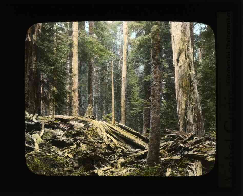 Forest in Western Washington
