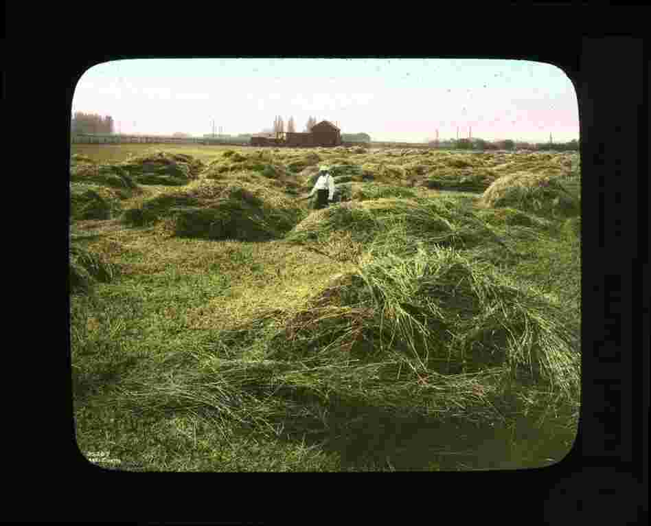 Hay-stacking in Grandview