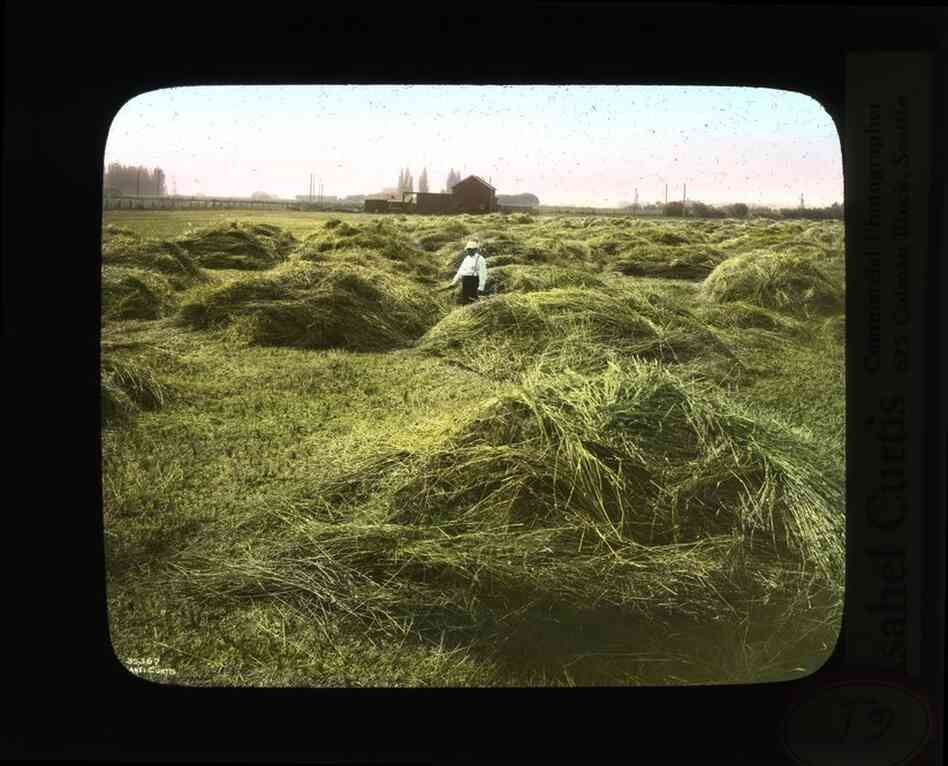 Hay-stacking in Grandview