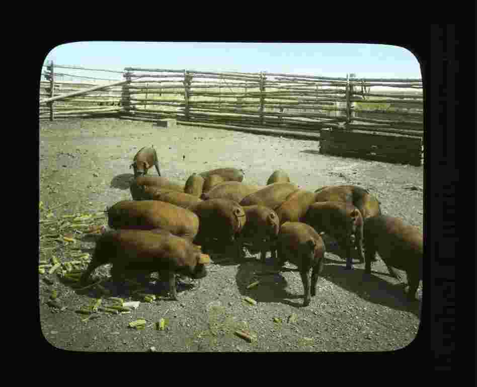 Duroc hogs near Rosalia