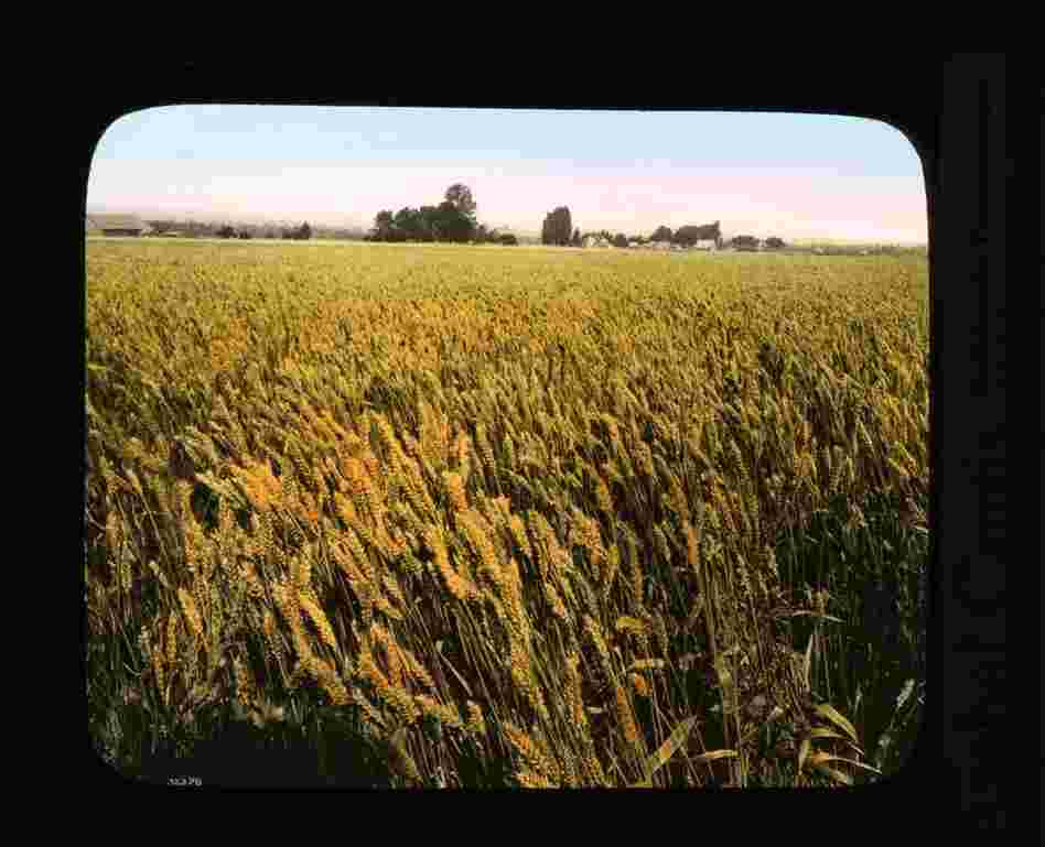 Irrigated wheat on the Kittitas Project near Ellensburg