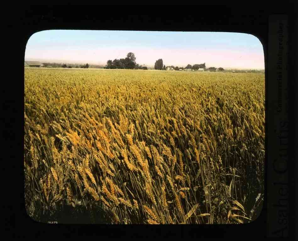 Irrigated wheat on the Kittitas Project near Ellensburg