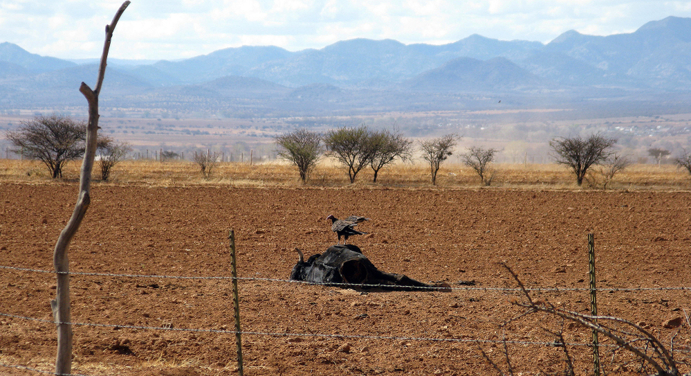 A vulture picks at a dead steer. Ranchers say many cattle have died because of the drought that has ravaged much of Mexico.