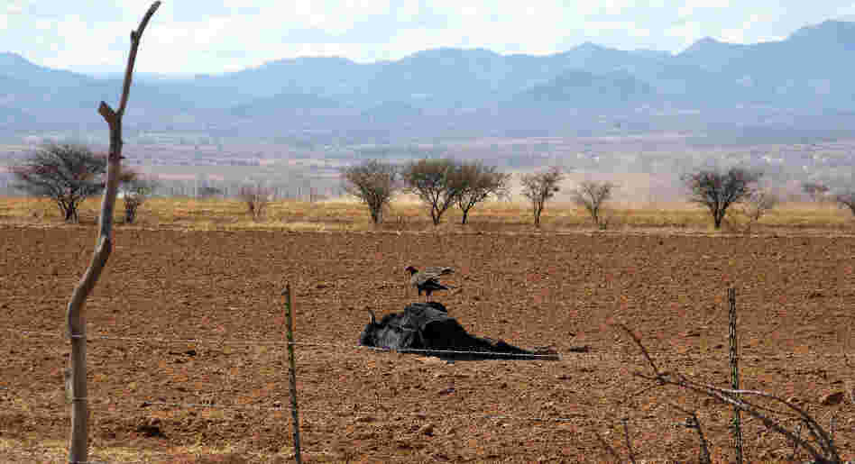 A vulture picks at a dead steer. Ranchers say many cattle have died because of the drought that has ravaged much of Mexico.