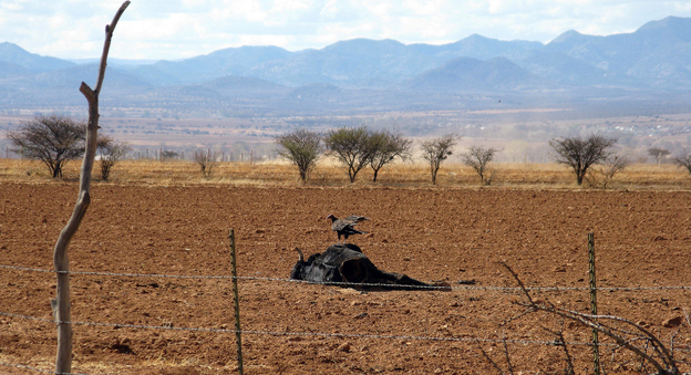 A vulture picks at a dead steer. Ranchers say many cattle have died because of the drought that has ravaged much of Mexico. A vulture picks at a dead steer. Ranchers say many cattle have died because of the drought that has ravaged much of Mexico.