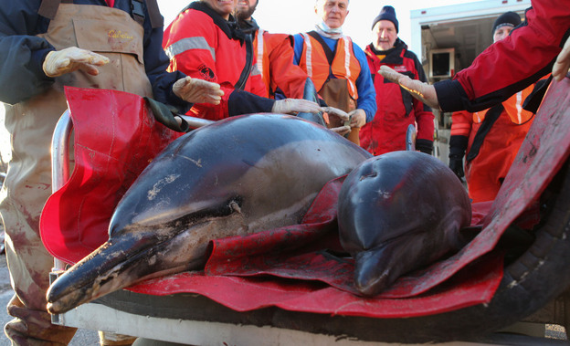  Mother and calf common dolphins are transported to the beach by a team from the International Fund for Animal Welfare and the New England Aquarium before being released back into Cape Cod Bay on Jan. 14. So far, area rescuers have counted 147 dolphin strandings this winter alone. 