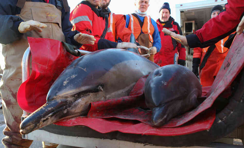  Mother and calf common dolphins are transported to the beach by a team from the International Fund for Animal Welfare and the New England Aquarium before being released back into Cape Cod Bay on Jan. 14. So far, area rescuers have counted 147 dolphin strandings this winter alone. 