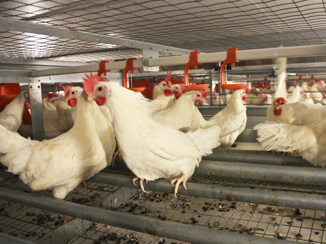 At the JS West egg farm, south of Modesto, Calif., one chicken house has the new, spacious cages that egg producers and animal welfare advocates say keep chickens happier.