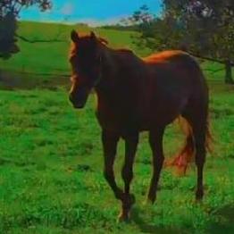 Their collaboration finds the beauty and happiness in solitude. Also there are pretty horses.