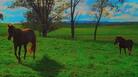 Warning: The new video for Delicate Steve remix of Saadi's "Snowman" features pretty horses. Warning: The new video for Delicate Steve remix of Saadi's "Snowman" features pretty horses.