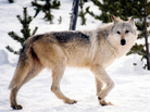 A gray wolf in the wild. Park officials say hunting restrictions in place in parts of of Montana have protected Yellowstone's wolves from a repeat of a 2009 hunt in which four Yellowstone wolves were shot. A gray wolf in the wild. Park officials say hunting restrictions in place in parts of of Montana have protected Yellowstone's wolves from a repeat of a 2009 hunt in which four Yellowstone wolves were shot.